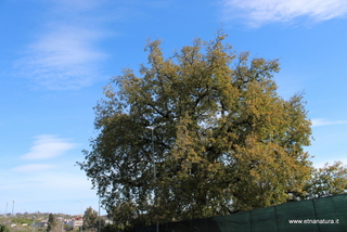 Quercia Loco